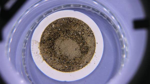 How do microplastics affect the gut?