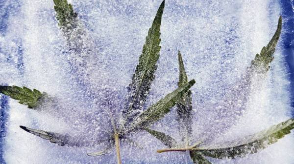 Alzheimer's disease: CBD may help calm neuroinflammation