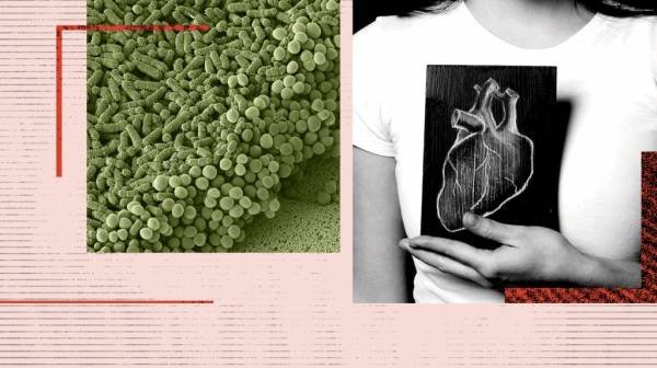 Can changes in gut bacteria predict the risk of heart disease?